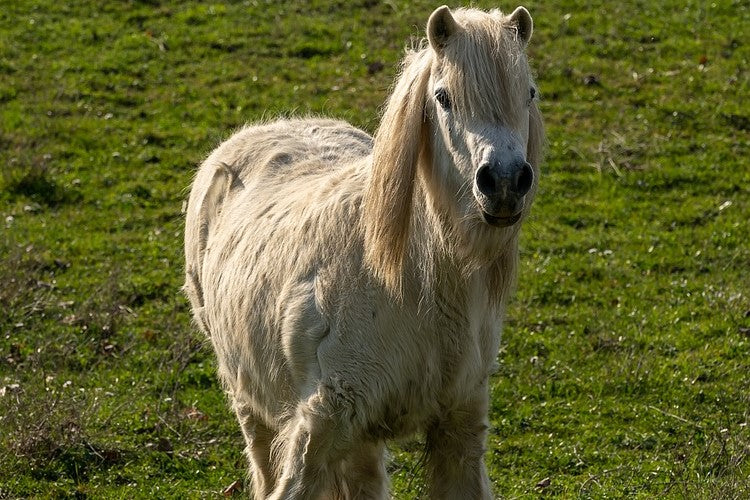 Alles über das Equine Cushing-Syndrom